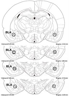 Extracellular signal-regulated kinase in the basolateral amygdala is required for reconsolidation of heroin-associated memory